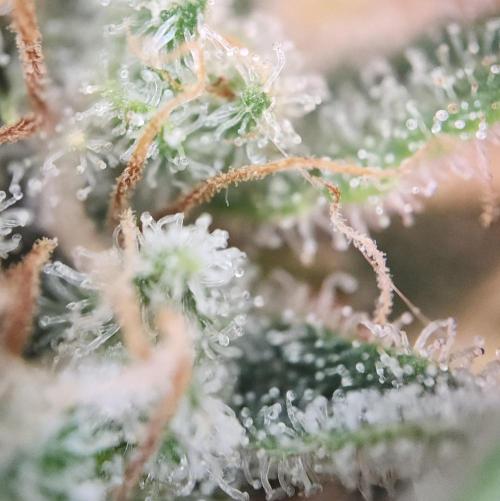 Romdog/Garlic Fever LSO + Organics !. Week 16 - Romdog (Day 104)