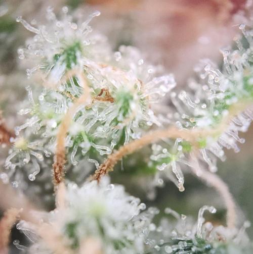 Romdog/Garlic Fever LSO + Organics !. Week 16 - Romdog (Day 104)