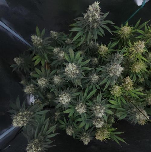 Romdog/Garlic Fever LSO + Organics !. Week 16 - Garlic Fever (Day 104)