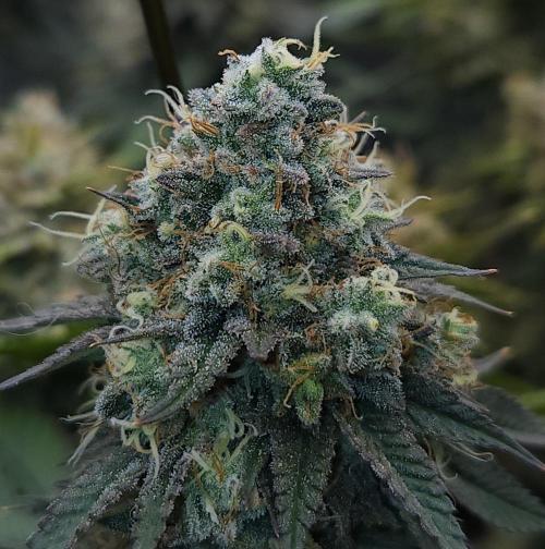 Romdog/Garlic Fever LSO + Organics !. Week 16 - Garlic Fever (Day 104)