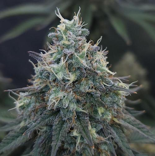 Romdog/Garlic Fever LSO + Organics !. Week 16 - Garlic Fever (Day 104)
