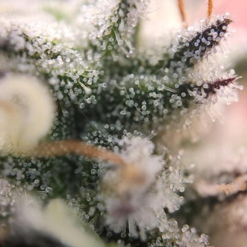 Romdog/Garlic Fever LSO + Organics !. Week 16 - Garlic Fever (Day 104)
