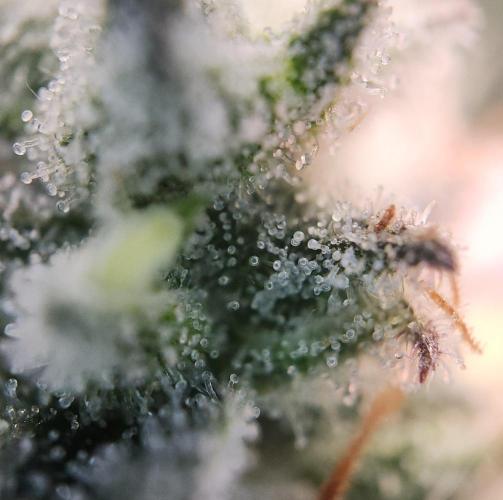Romdog/Garlic Fever LSO + Organics !. Week 16 - Garlic Fever (Day 104)