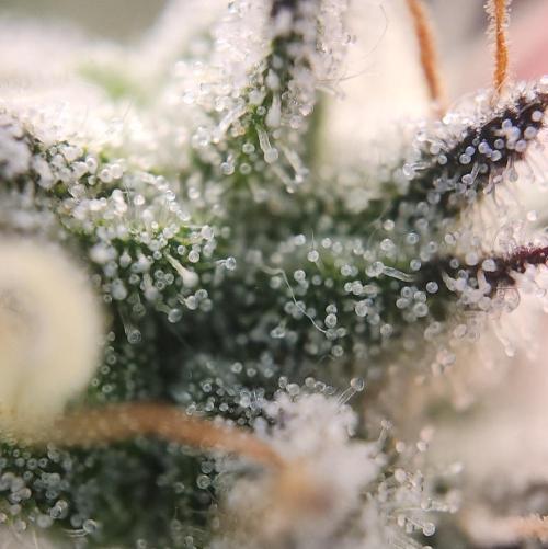 Romdog/Garlic Fever LSO + Organics !. Week 16 - Garlic Fever (Day 104)