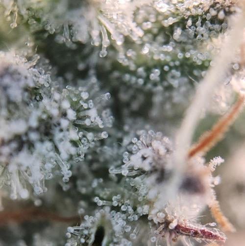 Romdog/Garlic Fever LSO + Organics !. Week 16 - Garlic Fever (Day 104)