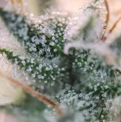 Romdog/Garlic Fever LSO + Organics !. Week 16 - Garlic Fever (Day 104)