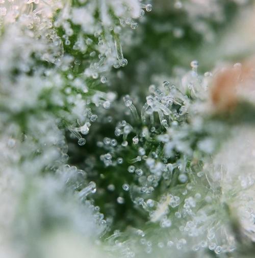 Romdog/Garlic Fever LSO + Organics !. Week 16 - Garlic Fever (Day 104)