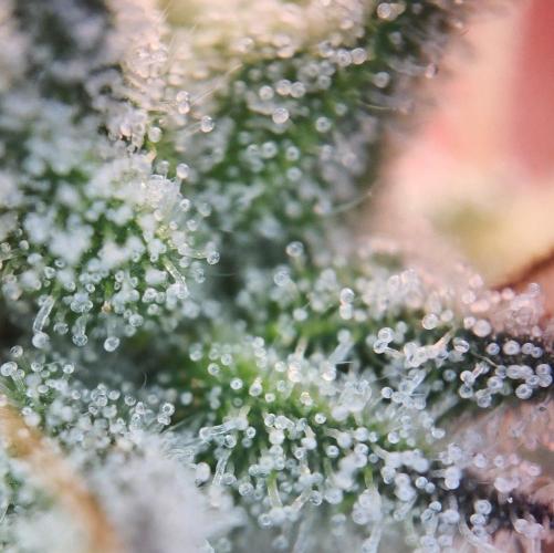 Romdog/Garlic Fever LSO + Organics !. Week 16 - Garlic Fever (Day 104)