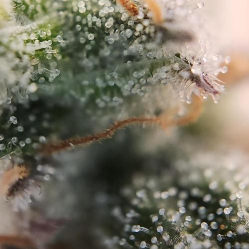 Romdog/Garlic Fever LSO + Organics !. Week 16 - Garlic Fever (Day 104)
