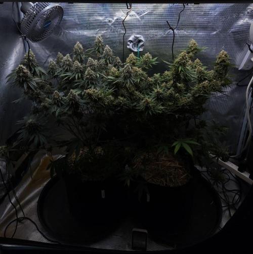 Romdog/Garlic Fever LSO + Organics !. Week 16 - 10/01/26