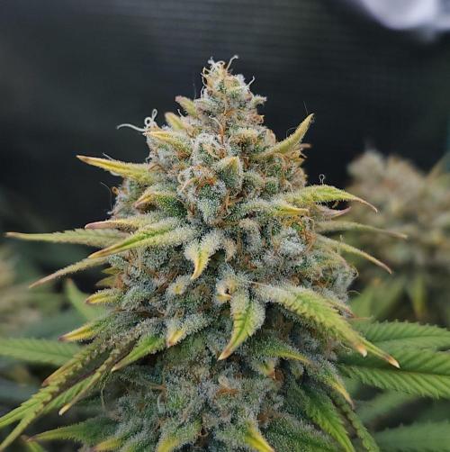 Romdog/Garlic Fever LSO + Organics !. Week 16 - Romdog (Day 105)
