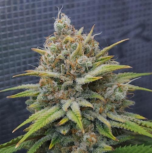 Romdog/Garlic Fever LSO + Organics !. Week 16 - Romdog (Day 105)