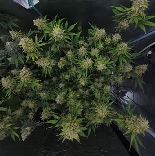 Romdog/Garlic Fever LSO + Organics !. Week 16 - Romdog (Day 105)