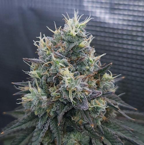 Romdog/Garlic Fever LSO + Organics !. Week 16 - Garlic Fever (Day 105)
