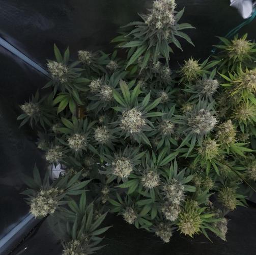 Romdog/Garlic Fever LSO + Organics !. Week 16 - Garlic Fever (Day 105)