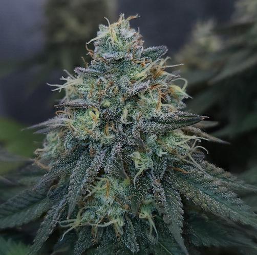 Romdog/Garlic Fever LSO + Organics !. Week 16 - Garlic Fever (Day 105)