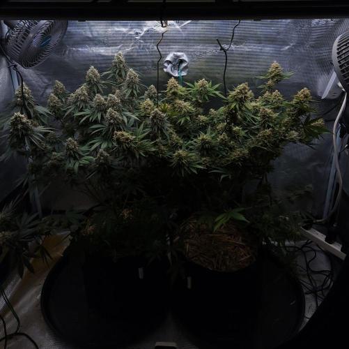Romdog/Garlic Fever LSO + Organics !. Week 16 - 10/02/26