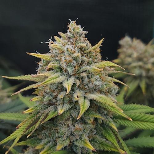 Romdog/Garlic Fever LSO + Organics !. Week 16 - Romdog (Day 106)