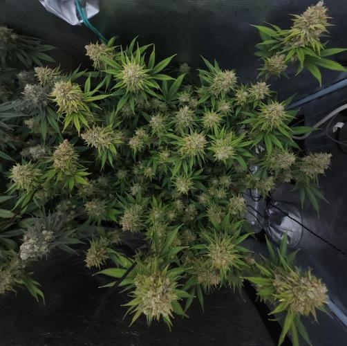 Romdog/Garlic Fever LSO + Organics !. Week 16 - Romdog (Day 106)