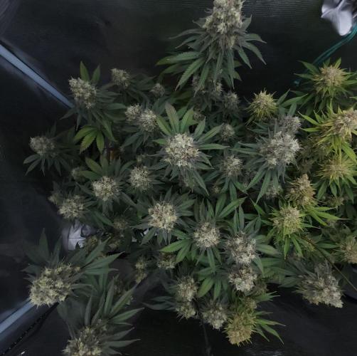 Romdog/Garlic Fever LSO + Organics !. Week 16 - Garlic Fever (Day 106)