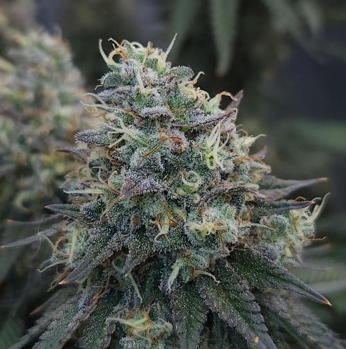 Romdog/Garlic Fever LSO + Organics !. Week 16 - Garlic Fever (Day 106)