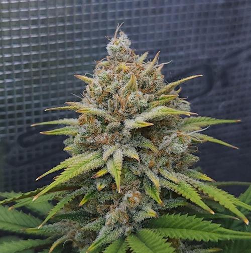 Romdog/Garlic Fever LSO + Organics !. Week 16 - Romdog (Day 106)