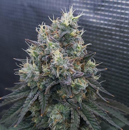 Romdog/Garlic Fever LSO + Organics !. Week 16 - Garlic Fever (Day 106)