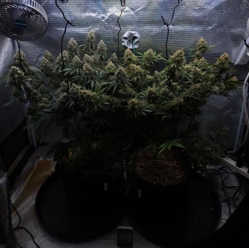 Romdog/Garlic Fever LSO + Organics !. Week 16 - 10/03/26