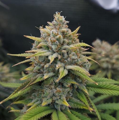 Romdog/Garlic Fever LSO + Organics !. Week 16 - Romdog (Day 107)