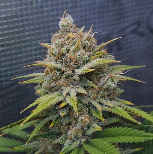 Romdog/Garlic Fever LSO + Organics !. Week 16 - Romdog (Day 107)