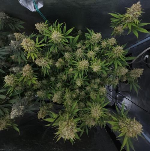 Romdog/Garlic Fever LSO + Organics !. Week 16 - Romdog (Day 107)