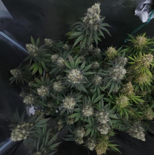 Romdog/Garlic Fever LSO + Organics !. Week 16 - Garlic Fever (Day 107)