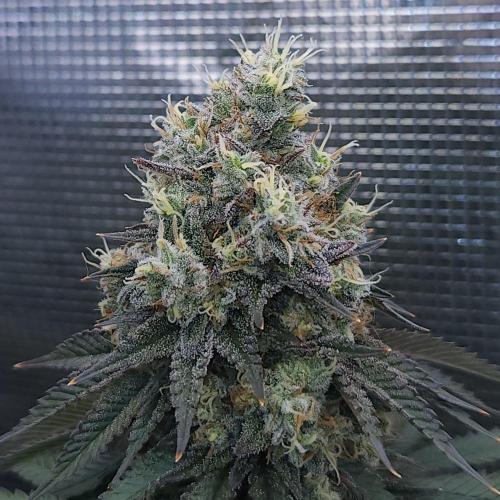 Romdog/Garlic Fever LSO + Organics !. Week 16 - Garlic Fever (Day 107)