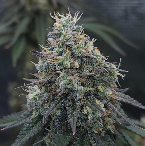 Romdog/Garlic Fever LSO + Organics !. Week 16 - Garlic Fever (Day 107)