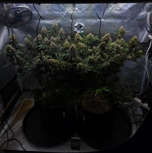 Romdog/Garlic Fever LSO + Organics !. Week 16 - 10/04/26