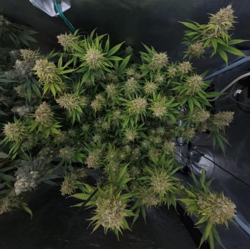 Romdog/Garlic Fever LSO + Organics !. Week 16 - Romdog (Day 108)