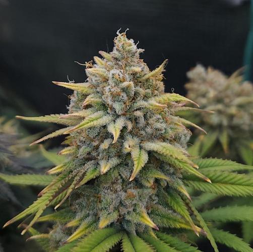 Romdog/Garlic Fever LSO + Organics !. Week 16 - Romdog (Day 108)
