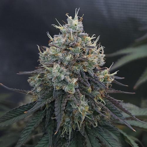 Romdog/Garlic Fever LSO + Organics !. Week 16 - Garlic Fever (Day 108)