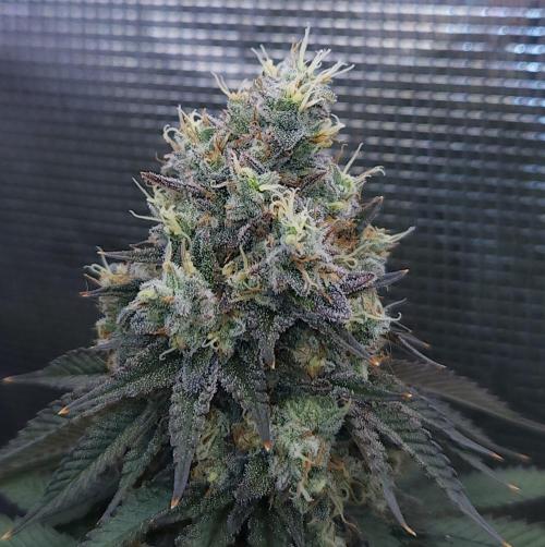 Romdog/Garlic Fever LSO + Organics !. Week 16 - Garlic Fever (Day 108)