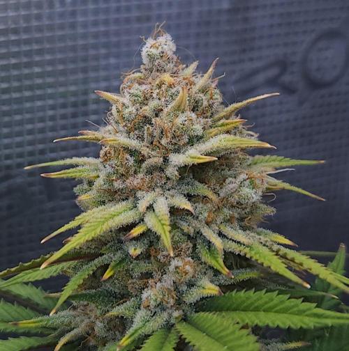 Romdog/Garlic Fever LSO + Organics !. Week 16 - Romdog (Day 109)