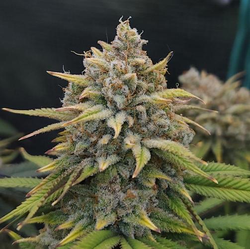 Romdog/Garlic Fever LSO + Organics !. Week 16 - Romdog (Day 109)