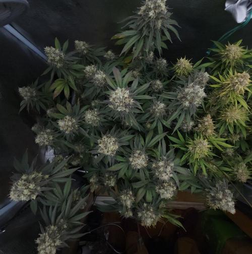Romdog/Garlic Fever LSO + Organics !. Week 16 - Garlic Fever (Day 109)