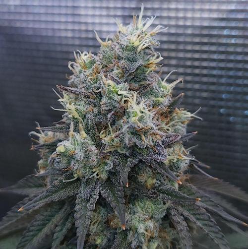 Romdog/Garlic Fever LSO + Organics !. Week 16 - Garlic Fever (Day 109)