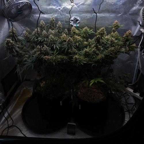 Romdog/Garlic Fever LSO + Organics !. Week 16 - 10/06/26