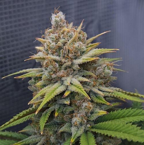 Romdog/Garlic Fever LSO + Organics !. Week 16 - Romdog (Day 110) HARVEST
