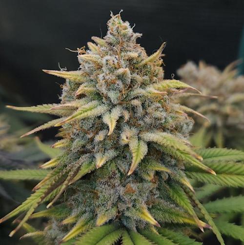 Romdog/Garlic Fever LSO + Organics !. Week 16 - Romdog (Day 110) HARVEST