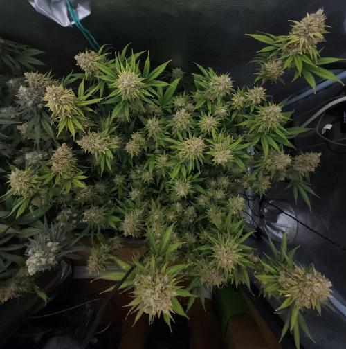 Romdog/Garlic Fever LSO + Organics !. Week 16 - Romdog (Day 110) HARVEST