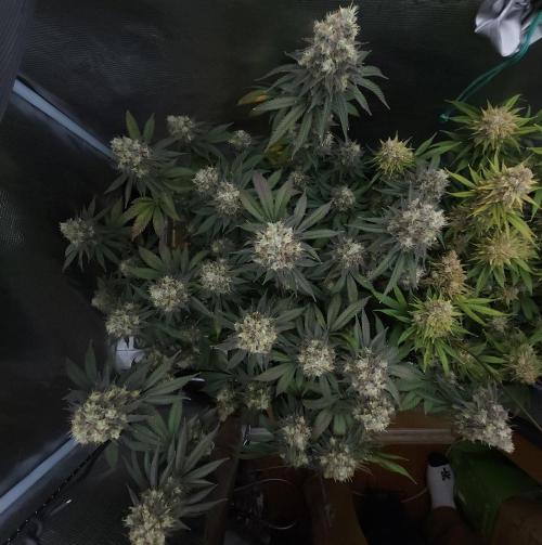 Romdog/Garlic Fever LSO + Organics !. Week 16 - Garlic Fever (Day 110) HARVEST