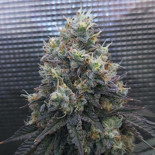 Romdog/Garlic Fever LSO + Organics !. Week 16 - Garlic Fever (Day 110) HARVEST