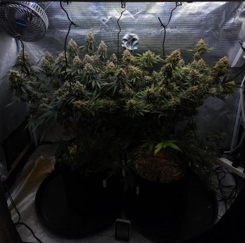 Romdog/Garlic Fever LSO + Organics !. Week 16 - 10/07/26